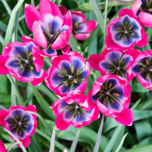 Syrentulpan 'Little Beauty'