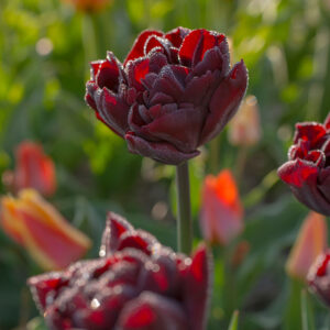 Tulpan 'Palmyra'