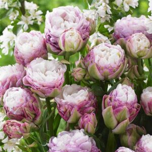 Tulpan 'Peggy Wonder'