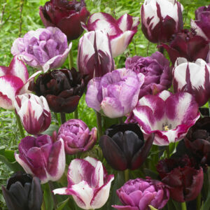 Tulpan 'Pink Blues' mix'