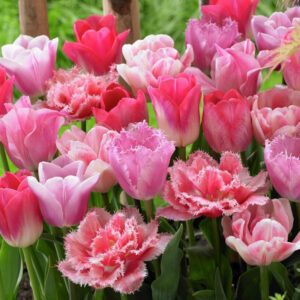 Tulpan 'Pink Panther' mix'