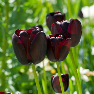 Tulpan 'Queen of Night'