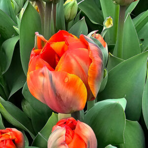 Tulpan 'Queensday'