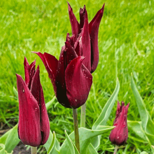 Tulpan 'Sarah Raven'