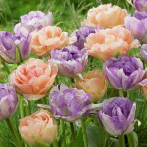 Tulpan 'Sky´s Colour' mix'