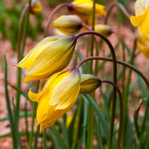 Vildtulpan, Tulipa sylvestris
