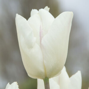 Tulpan 'White Prince'