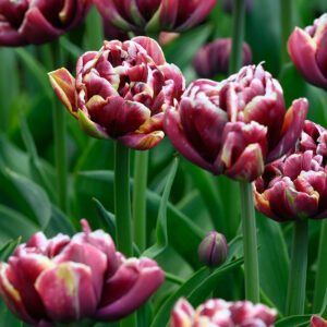 Tulpan 'Wyndham'