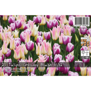 Tulpanmix 'Creamy Blush'