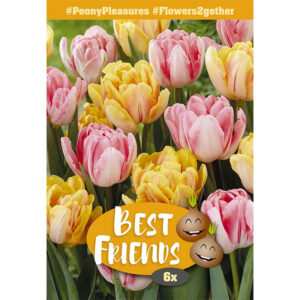 Tulpanmix 'Peony Pleasures'