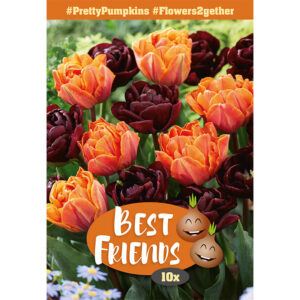 Tulpanmix 'Pretty Pumpkins'
