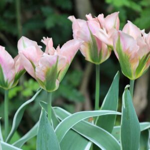 Viridifloratulpan 'China Town'